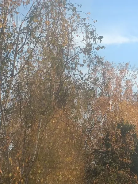 A picture with trees, mostly birches: yellow leaves of autumn
